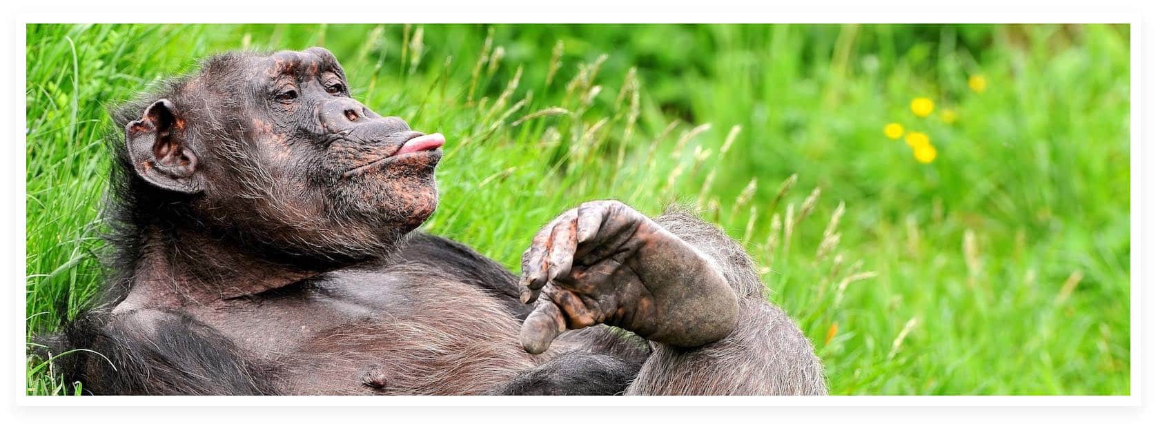 Djur i galleriet | Macken X 3.0 - 1678 x 618 jpeg 182kB