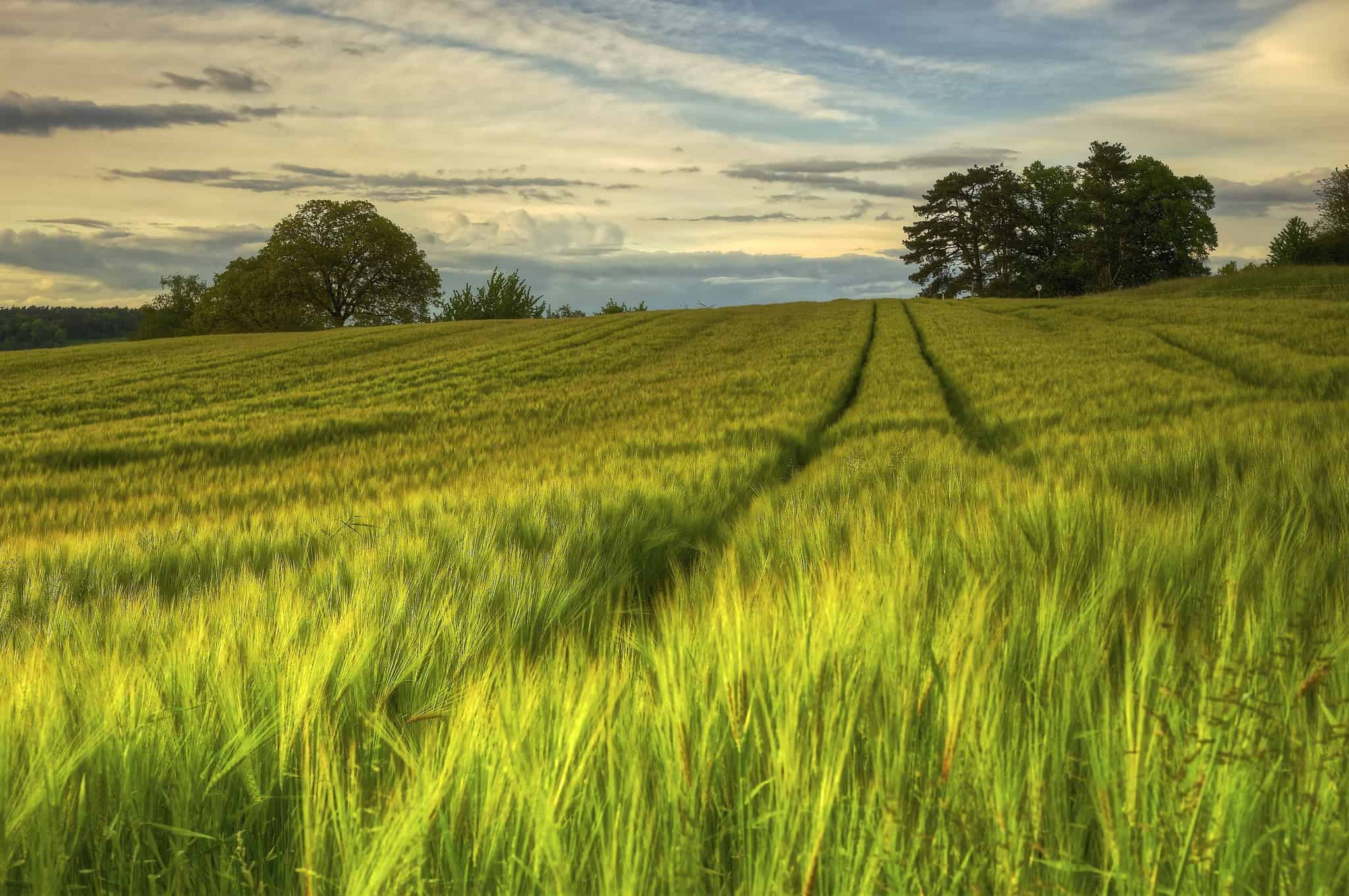 evening_field_sweden_summer_nature_2048x1361