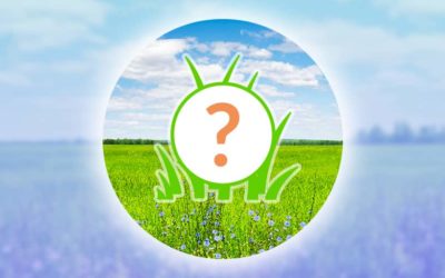 Pokémon GO: Här är det du behöver veta om kvällens Spotlight Hour