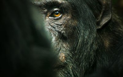 TV-Tipset: Chimpansernas Rike – fascinerande, fängslande om våra närmaste släktingar