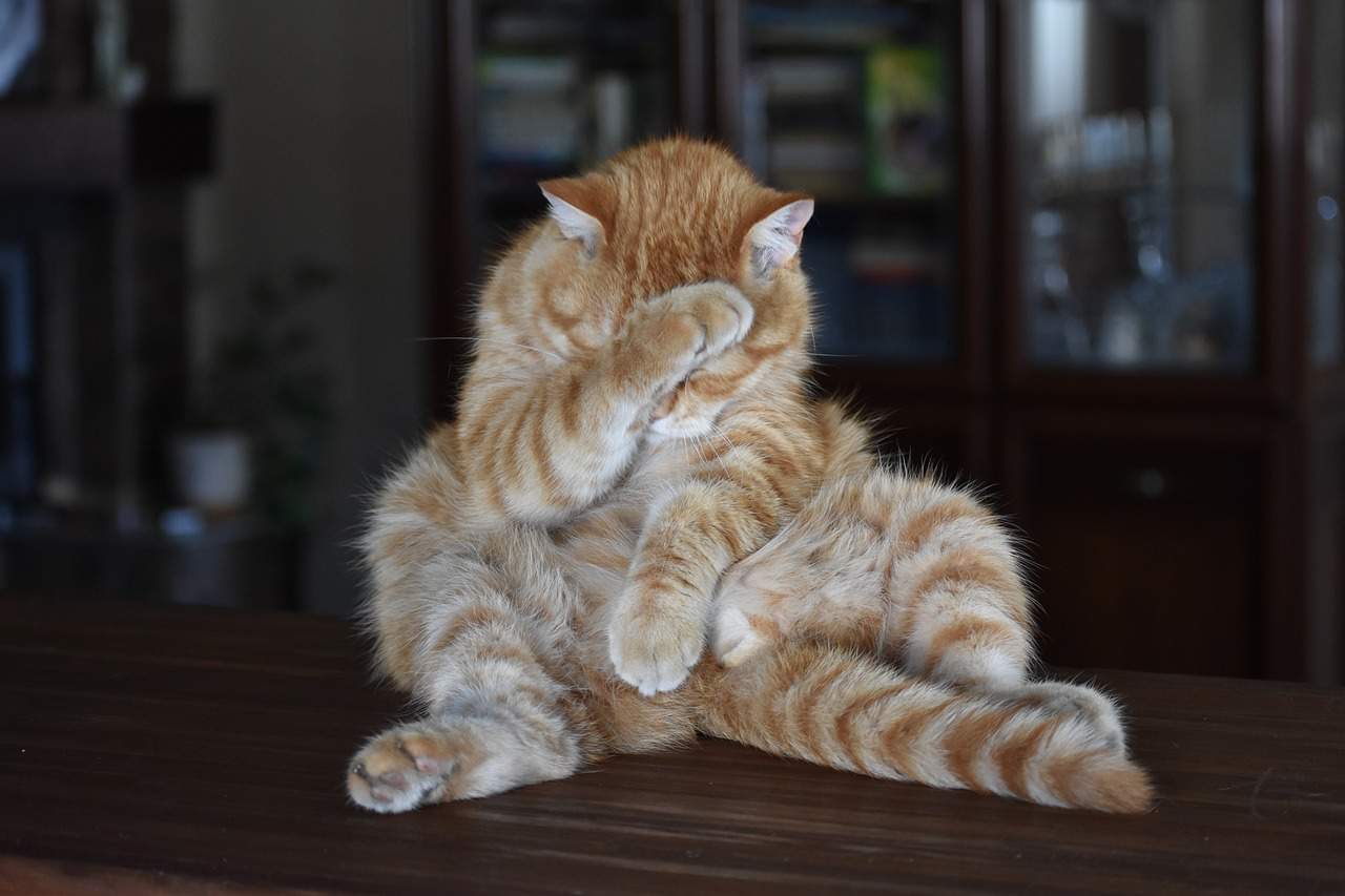 cat, ginger, striped