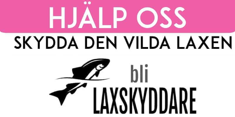 Hjälp oss att skydda den vildalaxen och den vilda öringen - bli laxskyddare!