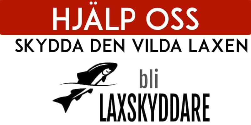 Hjälp oss att skydda den vildalaxen och den vilda öringen - bli laxskyddare!